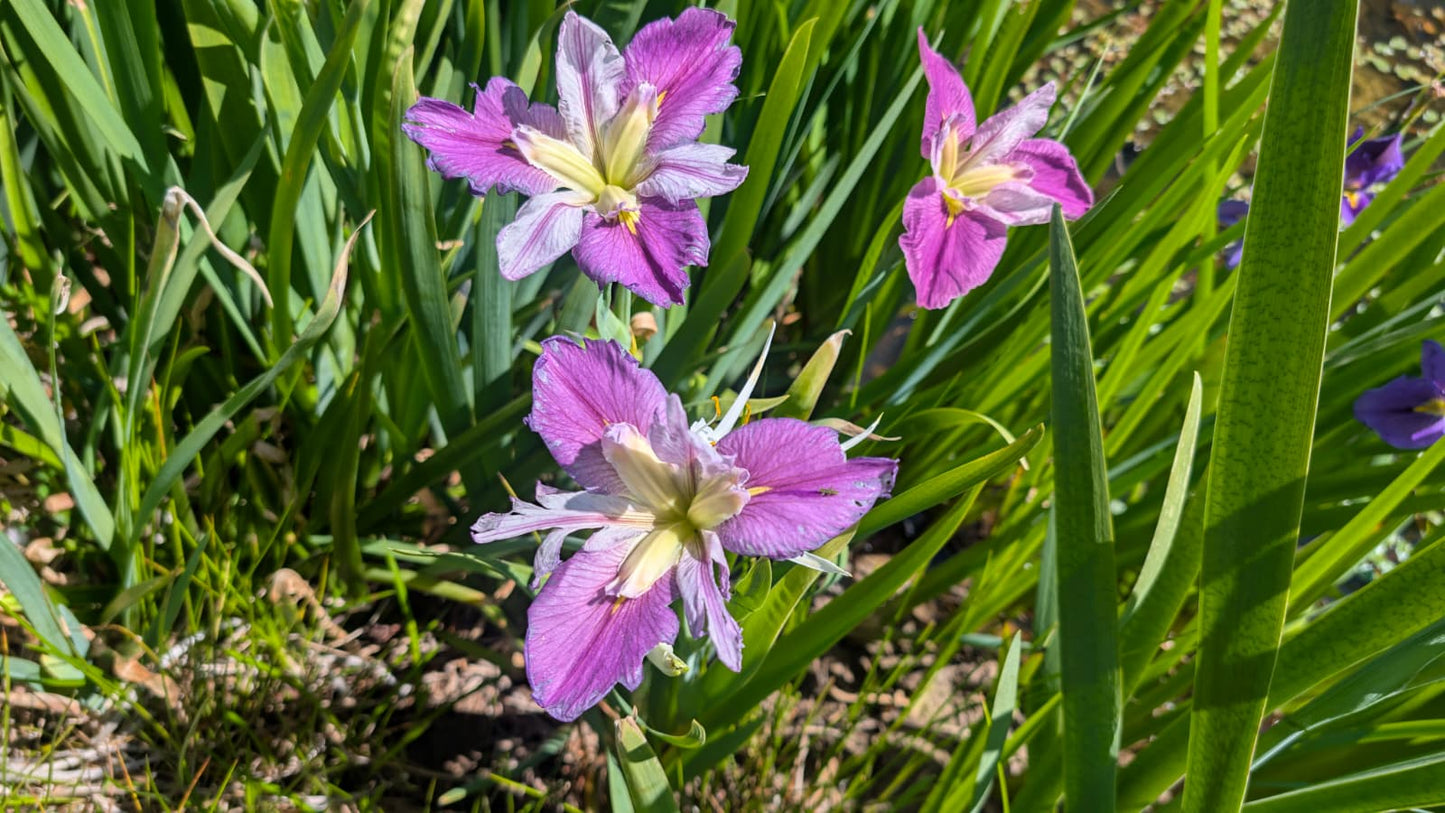 Louisiana Iris - 1 rhizome