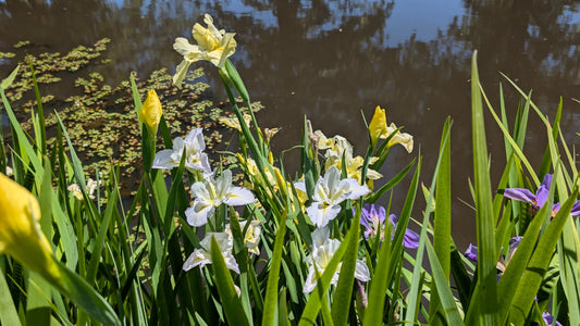 Louisiana Iris - 1 rhizome