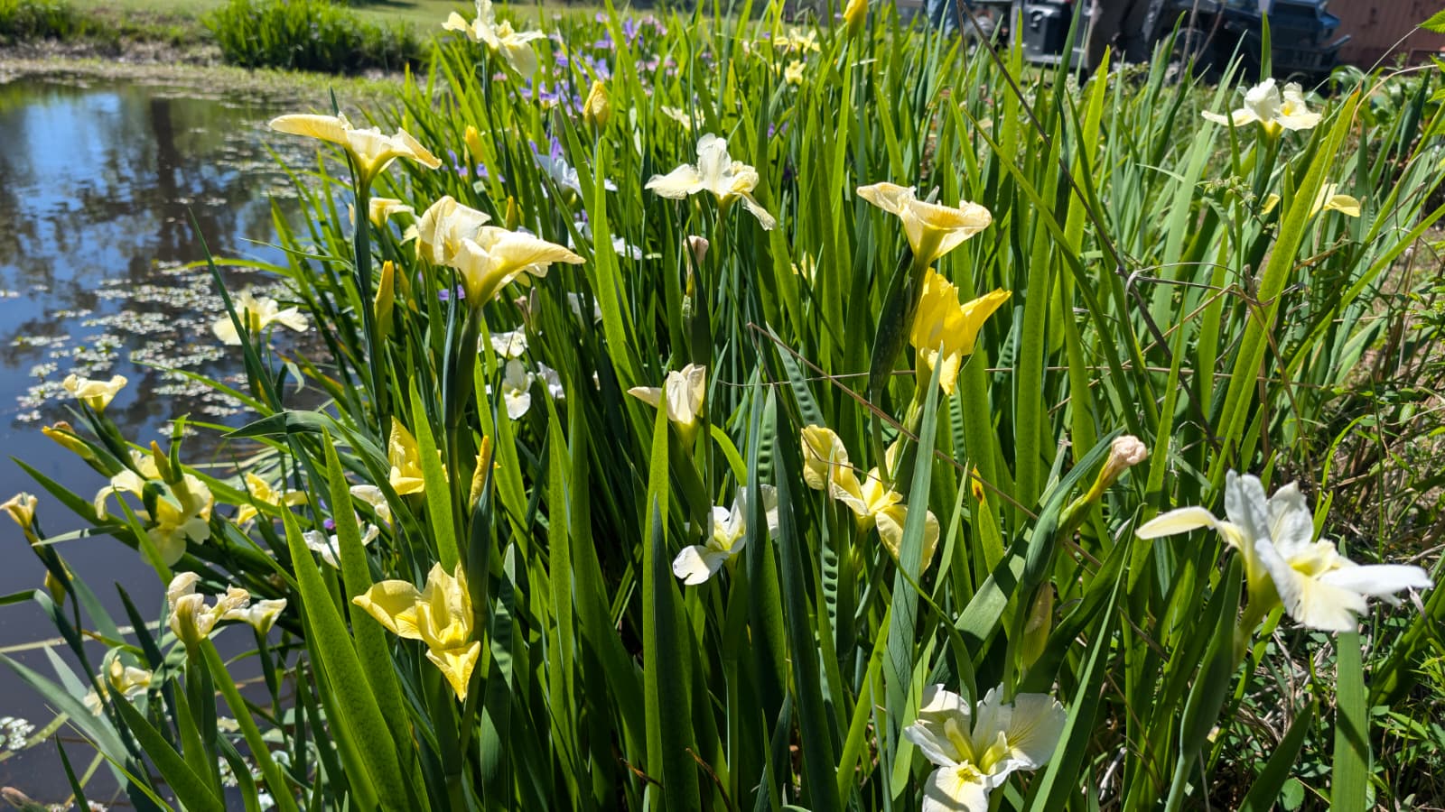 Southern Bulbs Louisiana Iris - Thumbnail 5