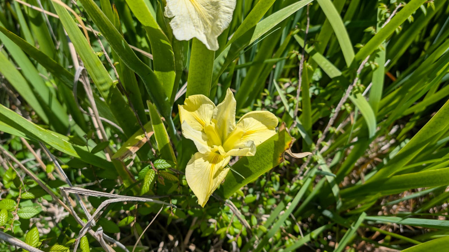 Louisiana Iris - 1 rhizome