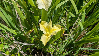 Louisiana Iris - 1 rhizome