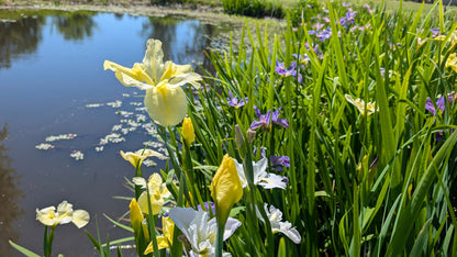 Louisiana Iris - 1 rhizome