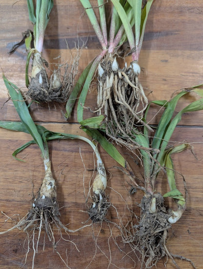 Single Tuberose (Polianthes) 5 tubers