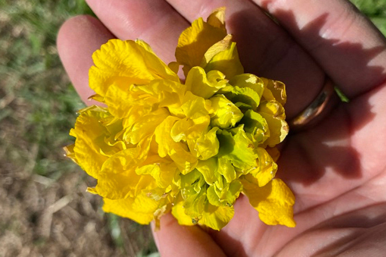 Heirloom 'Van Sion' - 10 bulbs