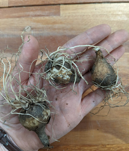 Sternbergia lutea "Autumn Daffodil" - 5 bulbs