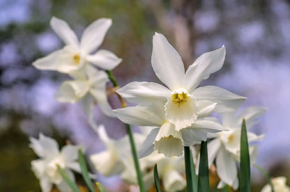 Daffodil 'Thalia' - 5 bulbs