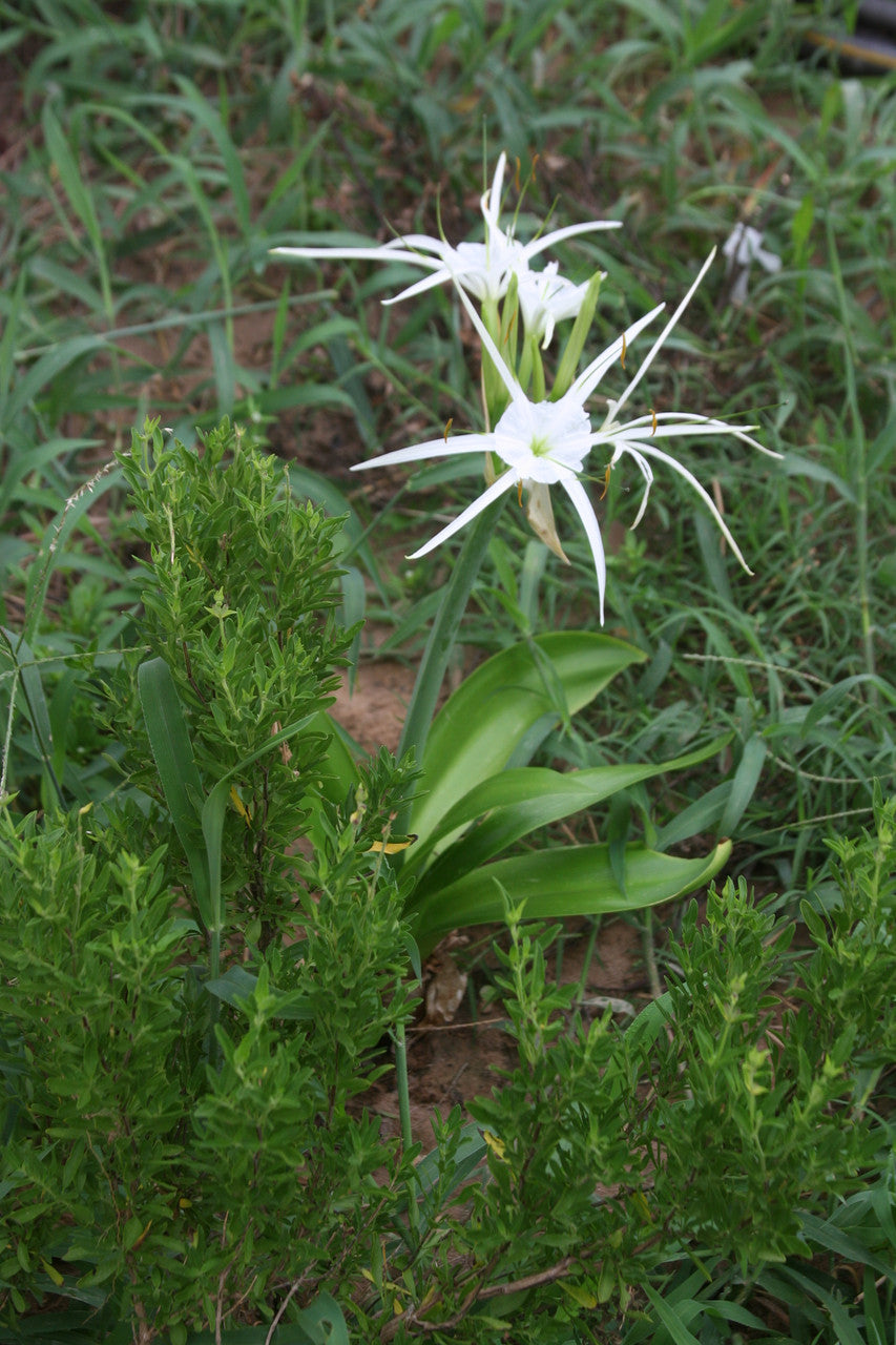 Hymenocallis maximiliani - 1 bulb
