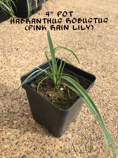Habranthus robustus 'Pink Rain Lily' -  Four 4" pots