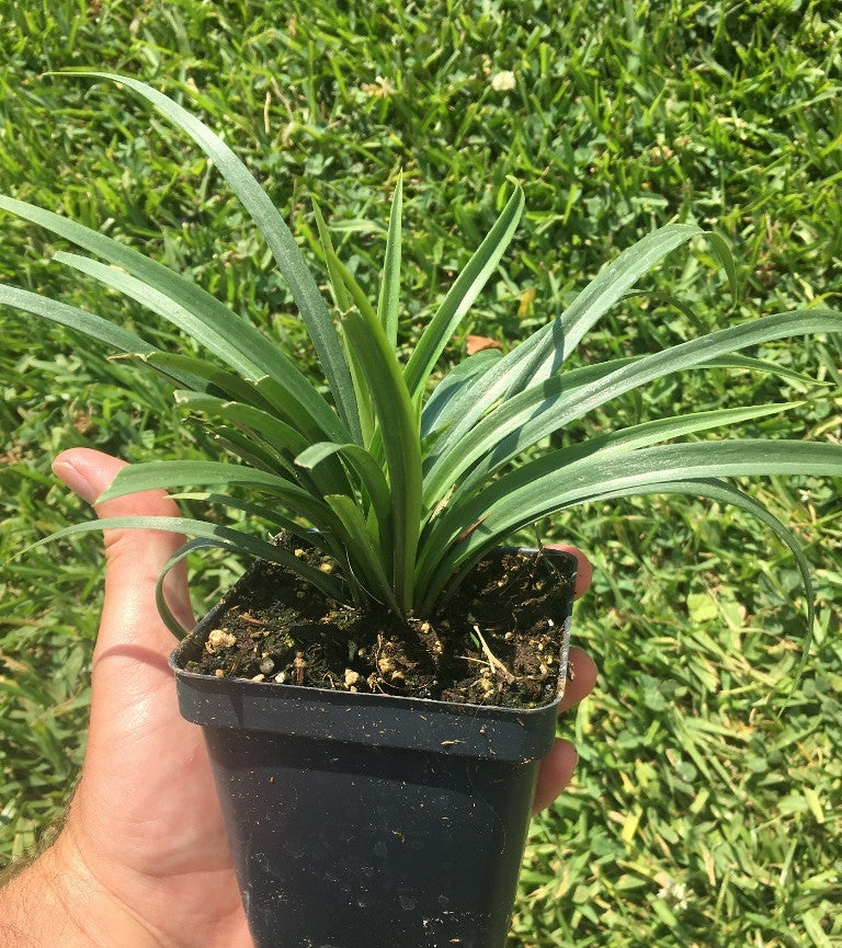 Sold in four 4" pots.