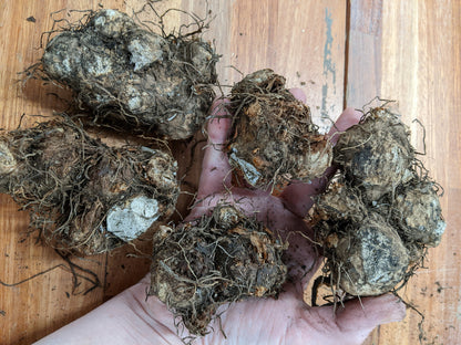 Caladium 'Aaron' - 5 tubers