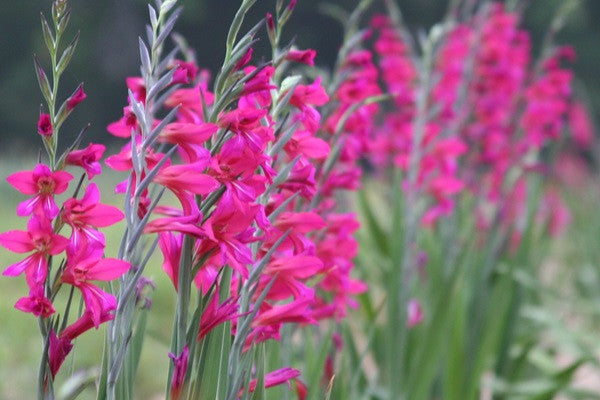 Gladiolus byzantinus 'Byzantine Gladiolus' - 3 bulbs