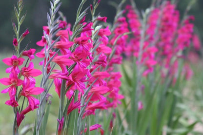 Gladiolus byzantinus 'Byzantine Gladiolus' - 3 bulbs