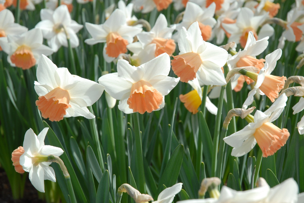 Daffodil 'Accent' - 5 bulbs