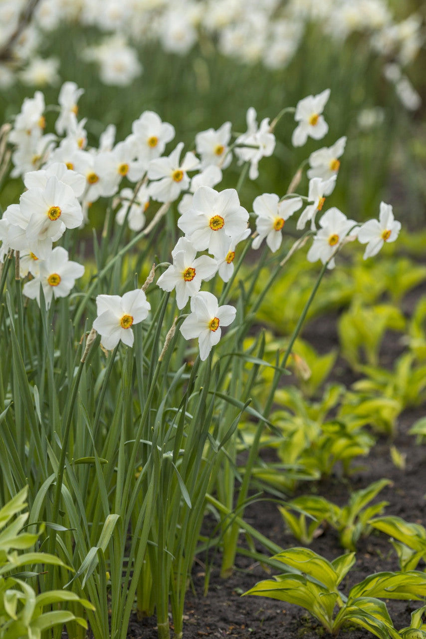 Daffodil 'Actaea' - 5 bulbs