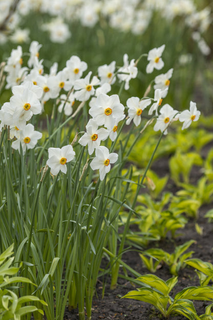Daffodil 'Actaea' - 5 bulbs