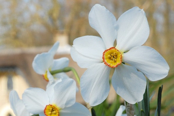 Daffodil 'Actaea' - 5 bulbs