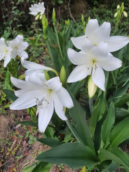 Crinum moorei 'Album' - White Crinum Lily - 1 bulb