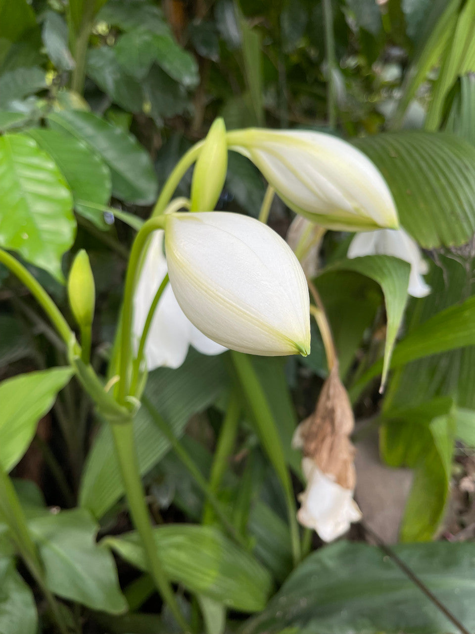 Crinum moorei 'Album' - White Crinum Lily - 1 bulb