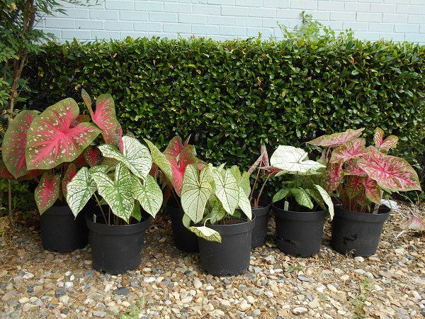 Caladium 'Red Flash' - 5 tubers