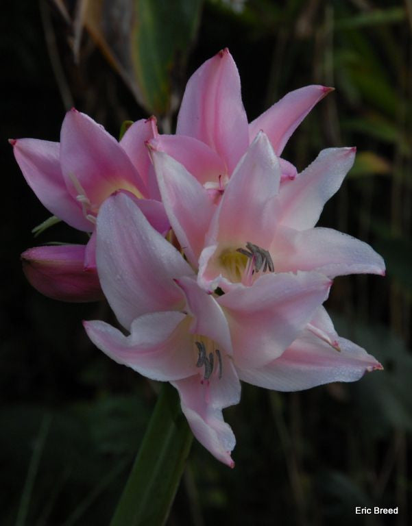 Available Now!  - Amarcrinum howardii (Crinodonna) (1 bulb) Zones 8-10