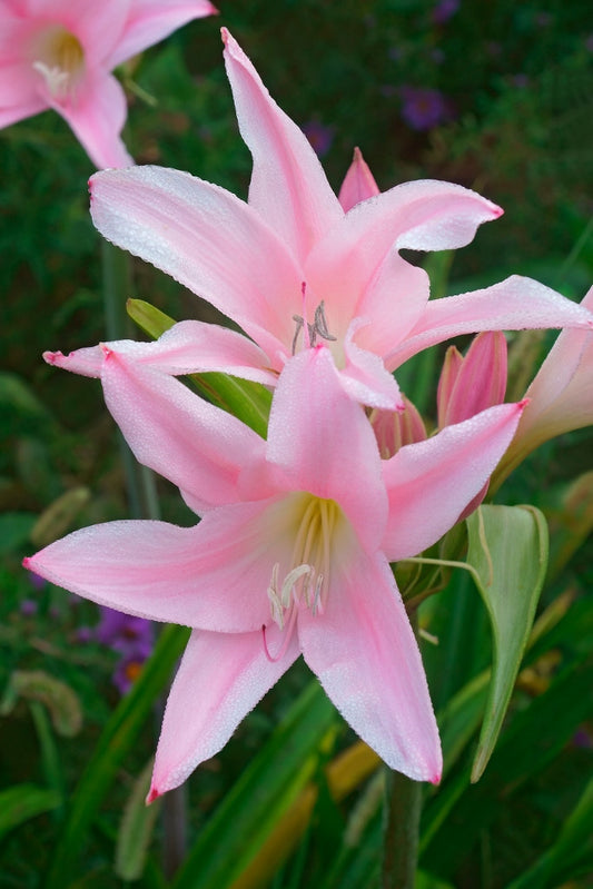 Available Now!  - Amarcrinum howardii (Crinodonna) (1 bulb) Zones 8-10