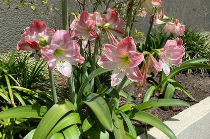 (Amaryllis) Hippeastrum Appleblossom - 1 bulb
