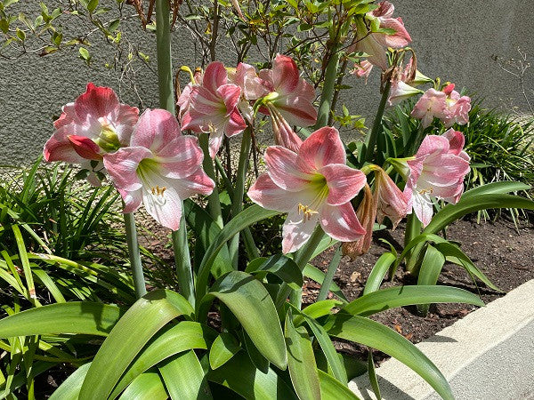 Hippeastrum vittatum - 3 bulbs