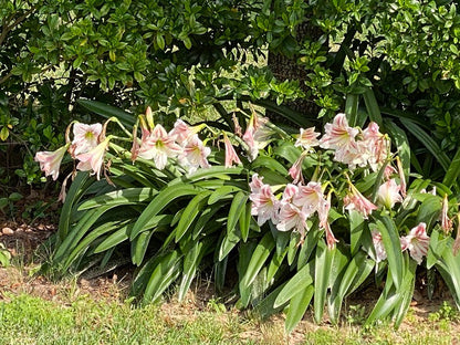 Hippeastrum vittatum - 3 bulbs