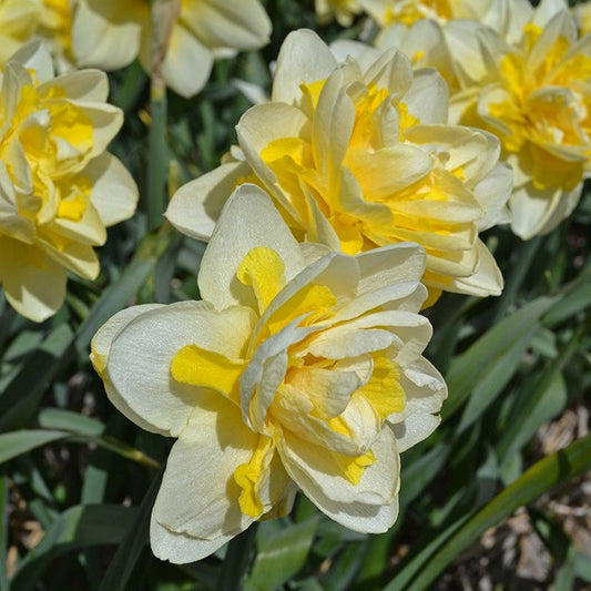 Daffodil 'Ambon' - 5 bulbs