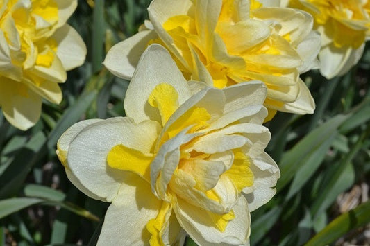 Daffodil 'Ambon' - 5 bulbs