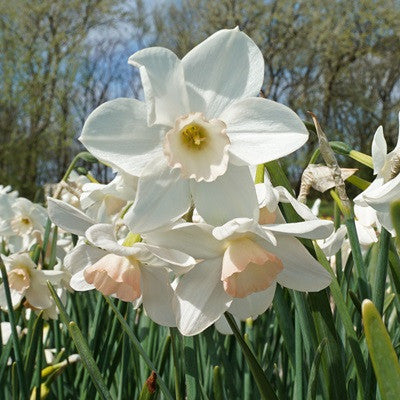 Daffodil 'Amore Mio' - 5 bulbs
