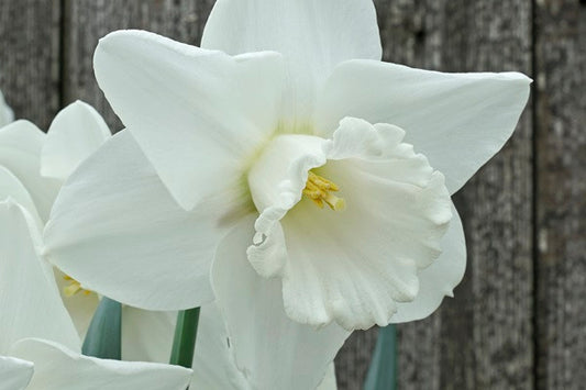 Daffodil 'Amos Pettingill' - 5 bulbs