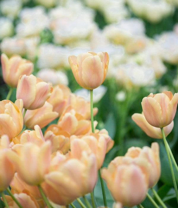 Tulipa 'Apricot Foxx'- Southern Bulbs – The Southern Bulb Co.