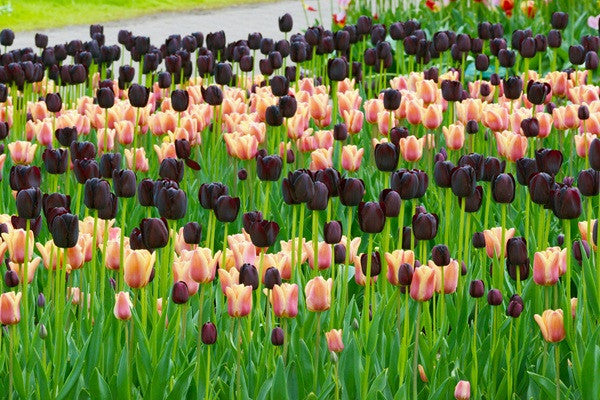 Tulipa 'Apricot Foxx'- Southern Bulbs – The Southern Bulb Co.