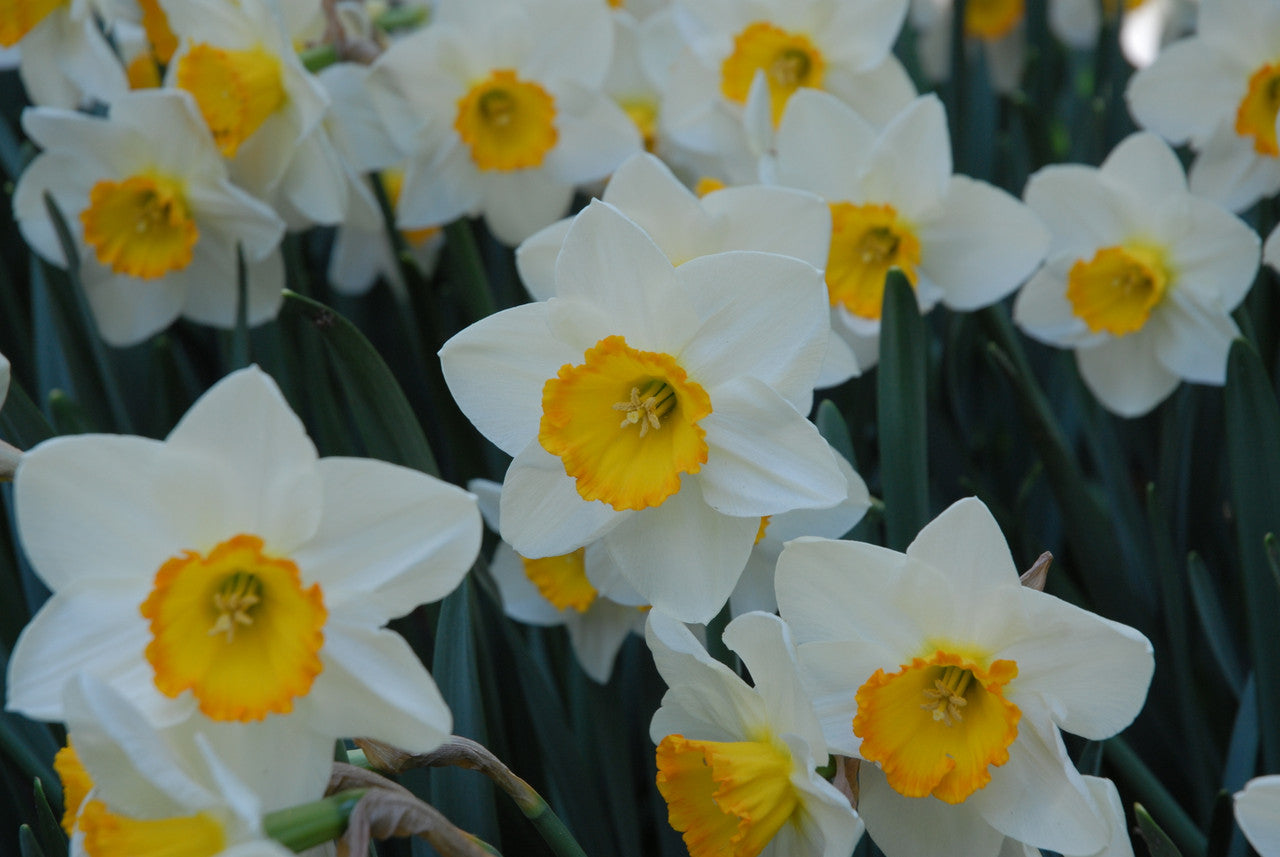 (daffodil. プロフ読んで下さい) Daffodil 'April Queen' - 5 bulbs – The Southern Bulb Co.