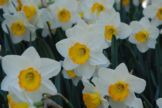 Daffodil 'April Queen' - 5 bulbs