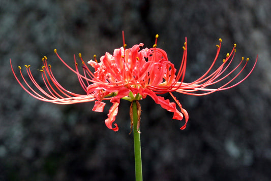 Red Spider Lily  (Lycoris radiata) Southern Heirloom Triploid - 5 bulbs