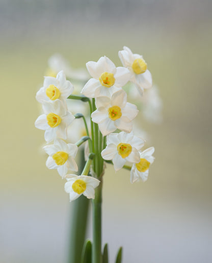 Daffodil 'Avalanche' - 5 bulbs