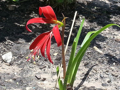 lilies cecilia flower Sprekelia sp. Aztec Lily – The Southern Bulb Co