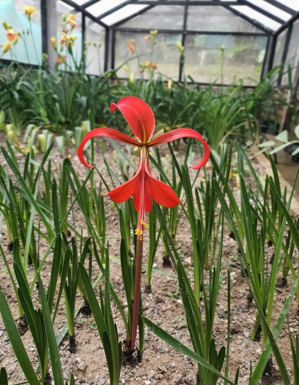 jacobean lily flower Sprekelia formosissima sp. 'Aztec Lily'