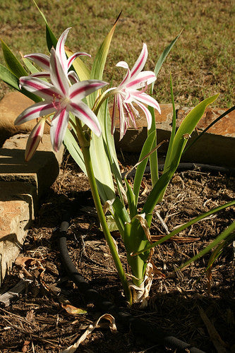 Crinum 'Stars and Stripes' - 1 - 2 gallon pot