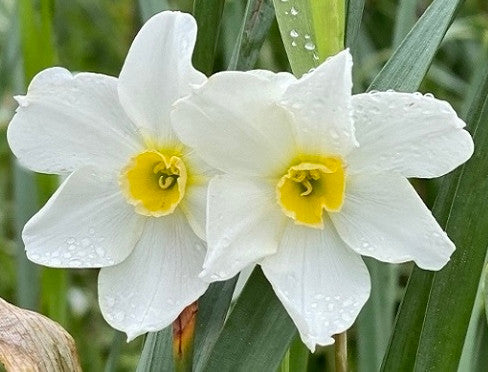 Heirloom 'Twin Sisters' - 10 bulbs