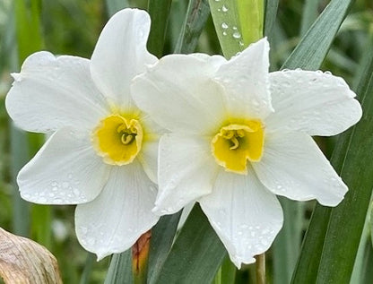 Heirloom 'Twin Sisters' - 10 bulbs