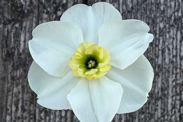 Daffodil 'Beauty of Burgerbrug' - 5 bulbs