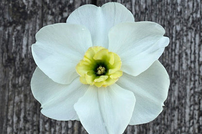 Daffodil 'Beauty of Burgerbrug' - 5 bulbs