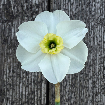 Daffodil 'Beauty of Burgerbrug' - 5 bulbs