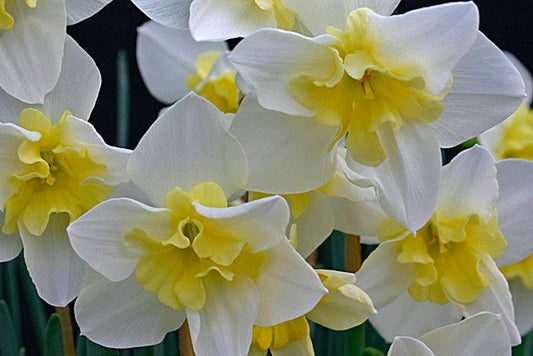 Daffodil 'Bella Estrella' - 5 bulbs