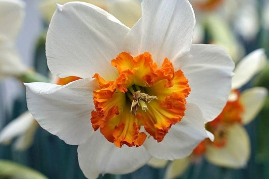 Daffodil 'Besame Mucho' - 5 bulbs