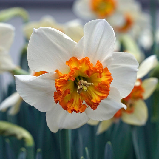 Daffodil 'Besame Mucho' - 5 bulbs