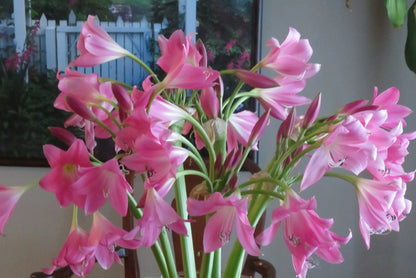 Crinum 'Bradley' - 1 bulb